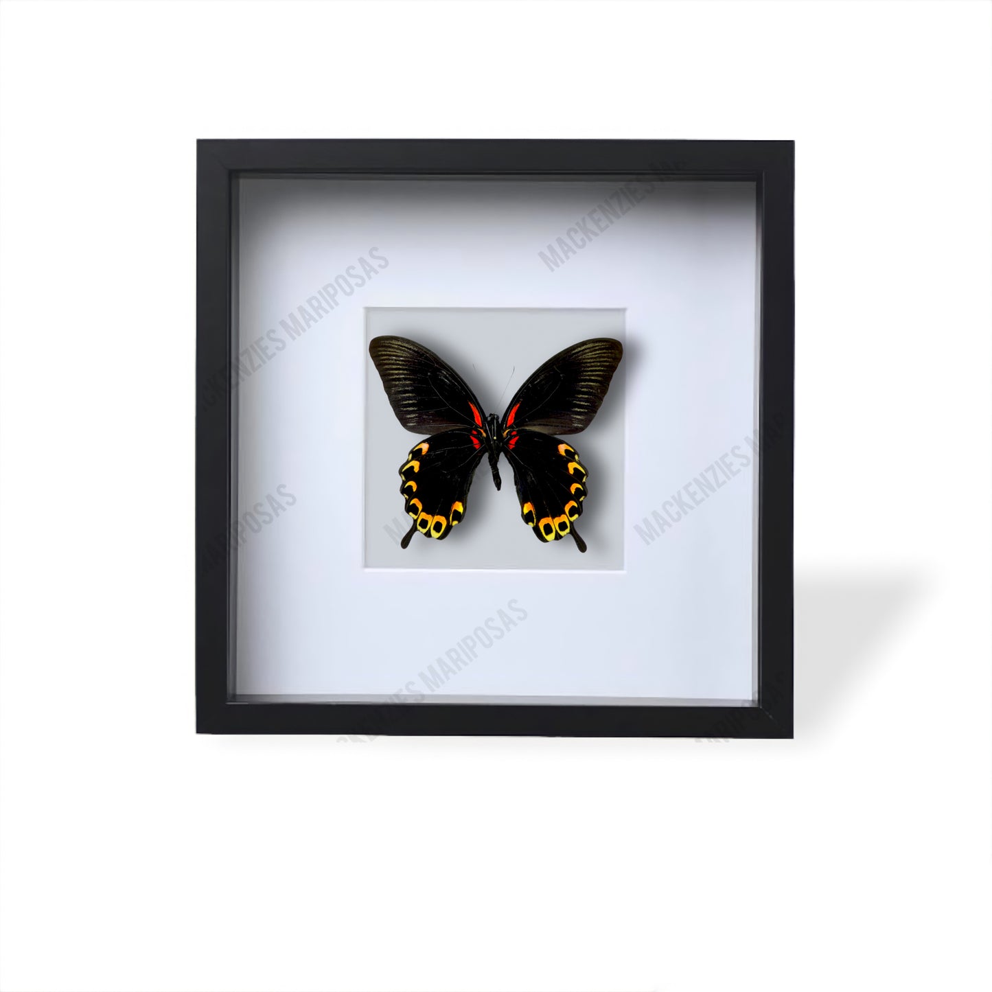 Black ''Tequila Sunrise''