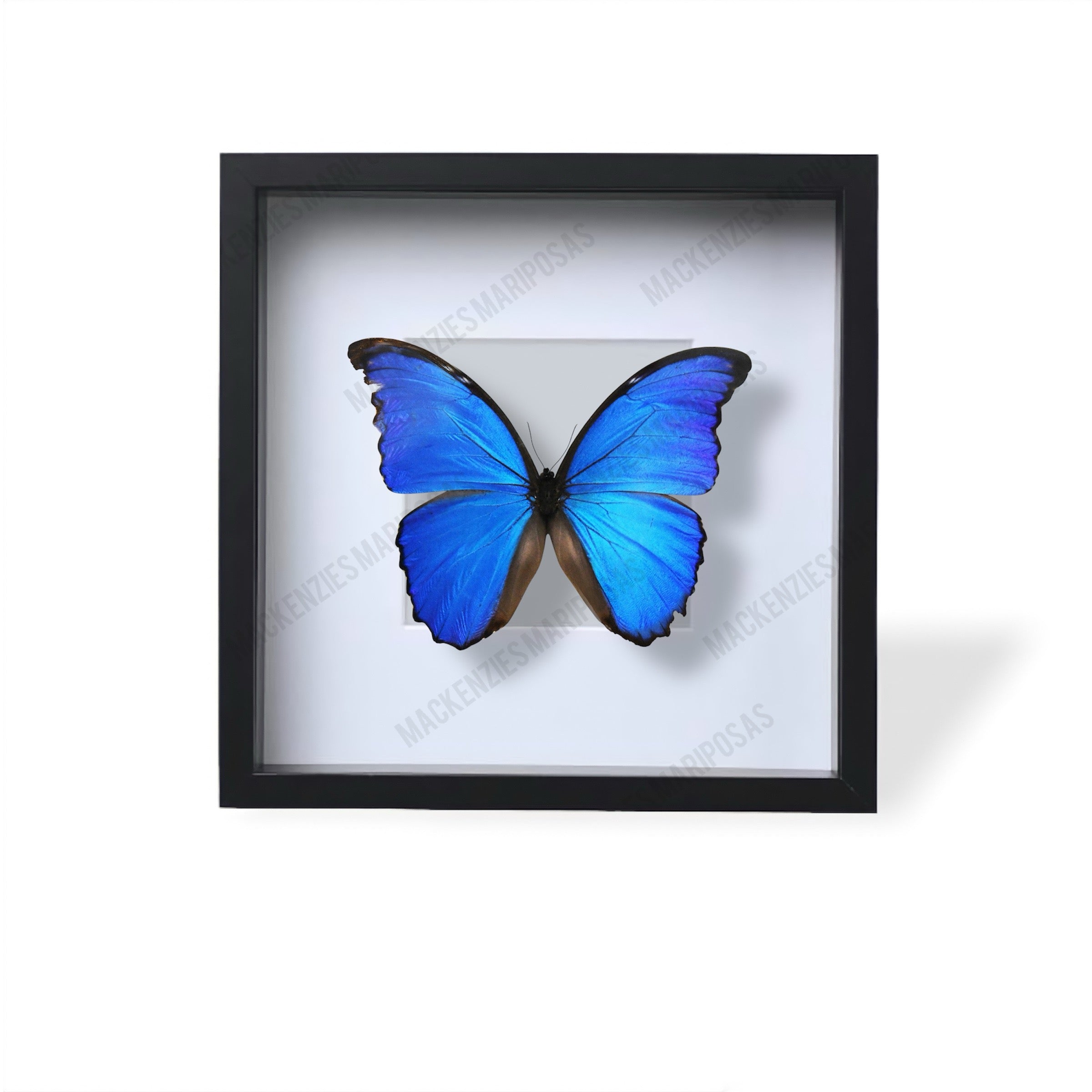 Black ''Big Caribbean Dreams'' (Imperfect Beauty)