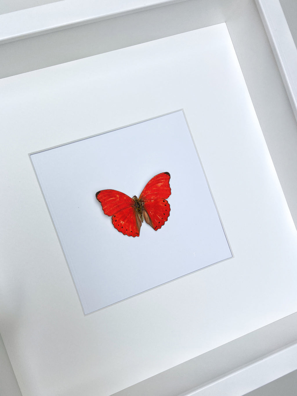 White ''Cherry Bomb''