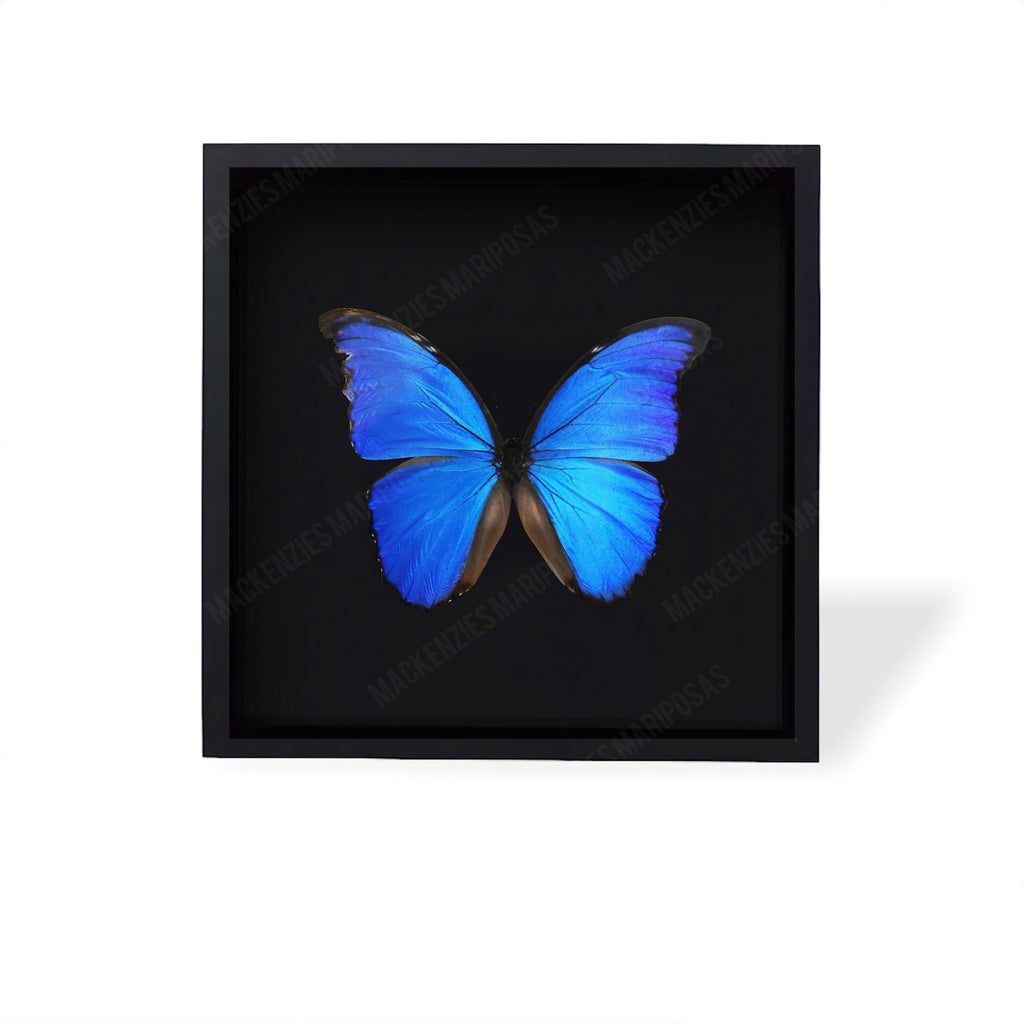 All Black ''Big Caribbean Dreams''  (Imperfect Beauty)