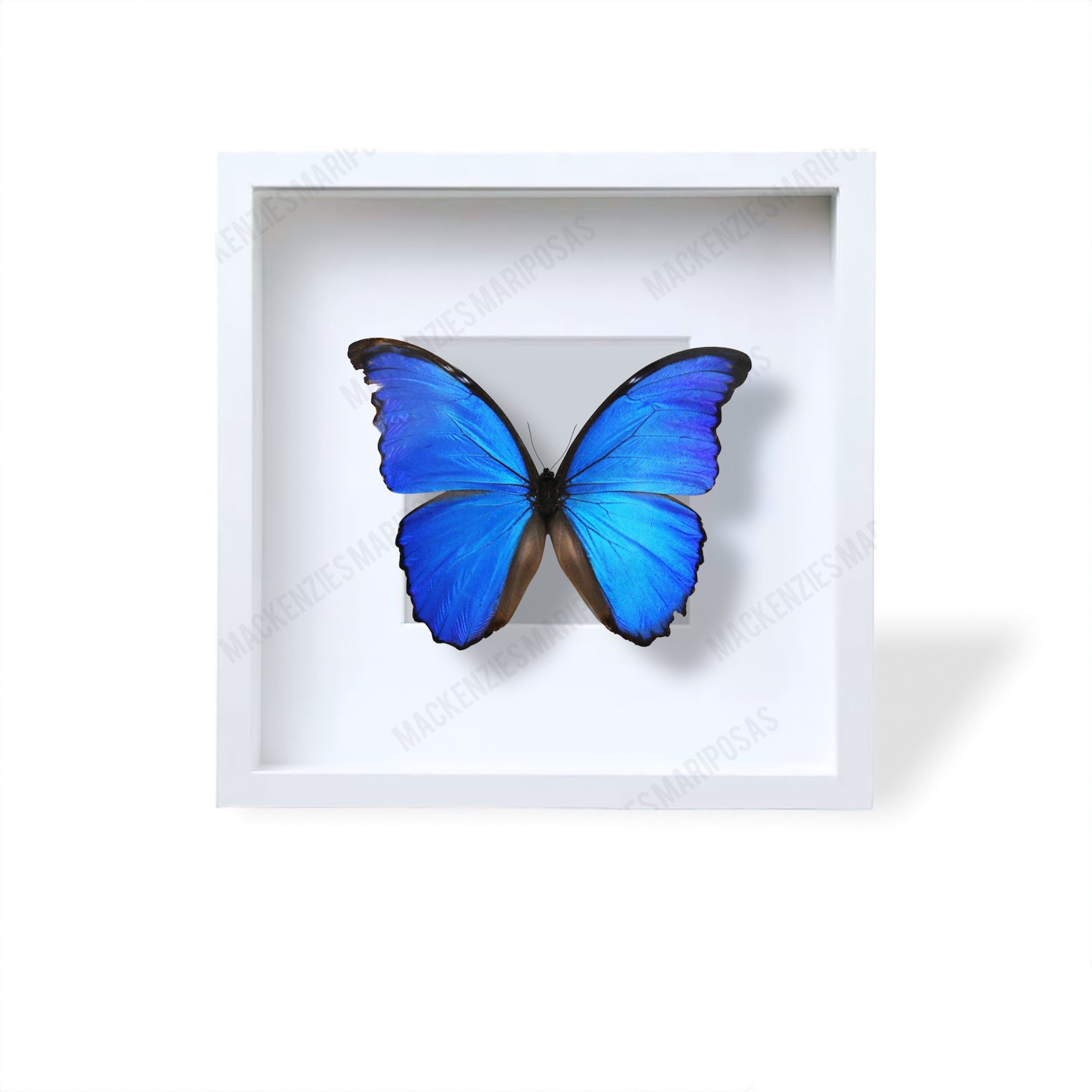 White ''Big Caribbean Dreams'' (Imperfect Beauty)