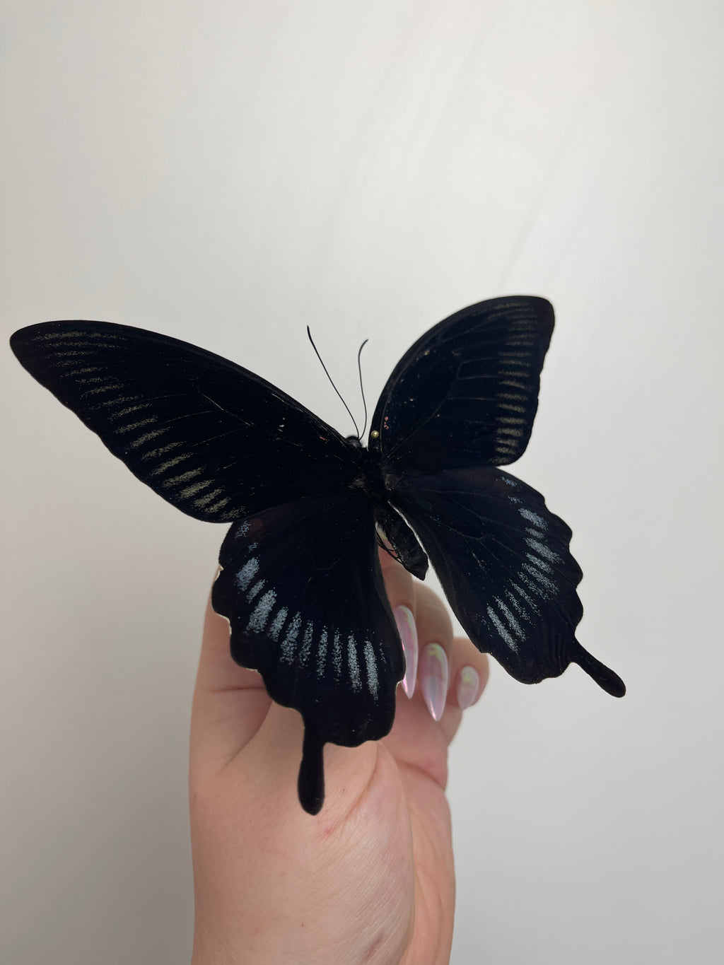 Black ''Mystical Soul''