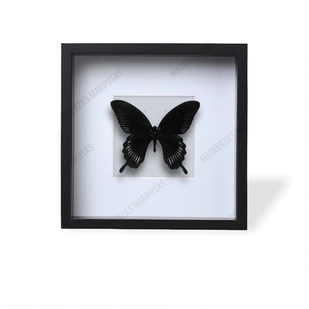 Black ''Mystical Soul''