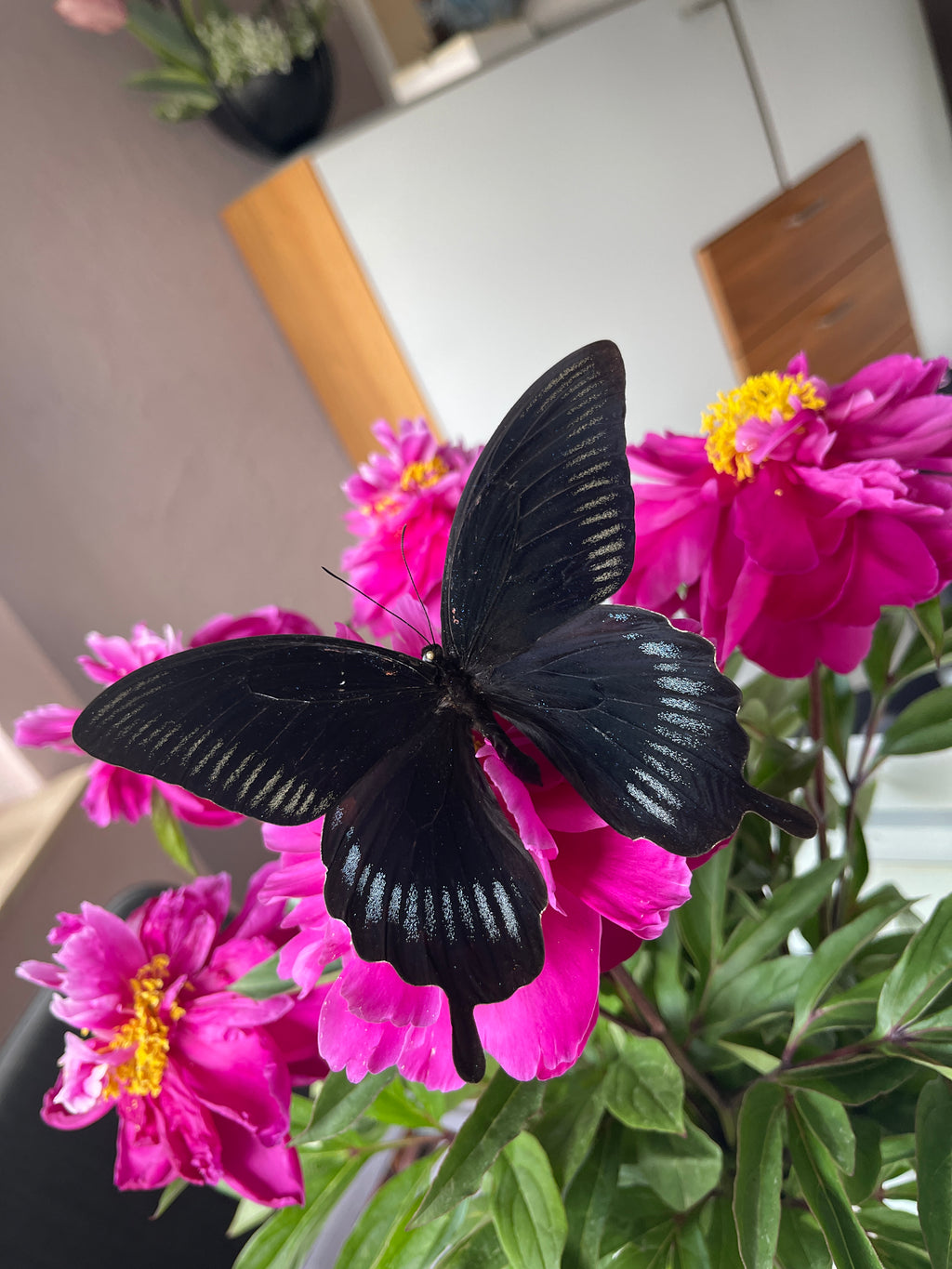 Black ''Mystical Soul''