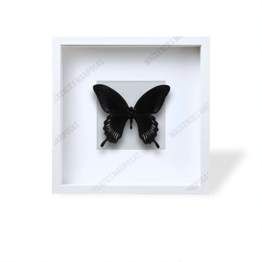 White ''Mystical Soul''