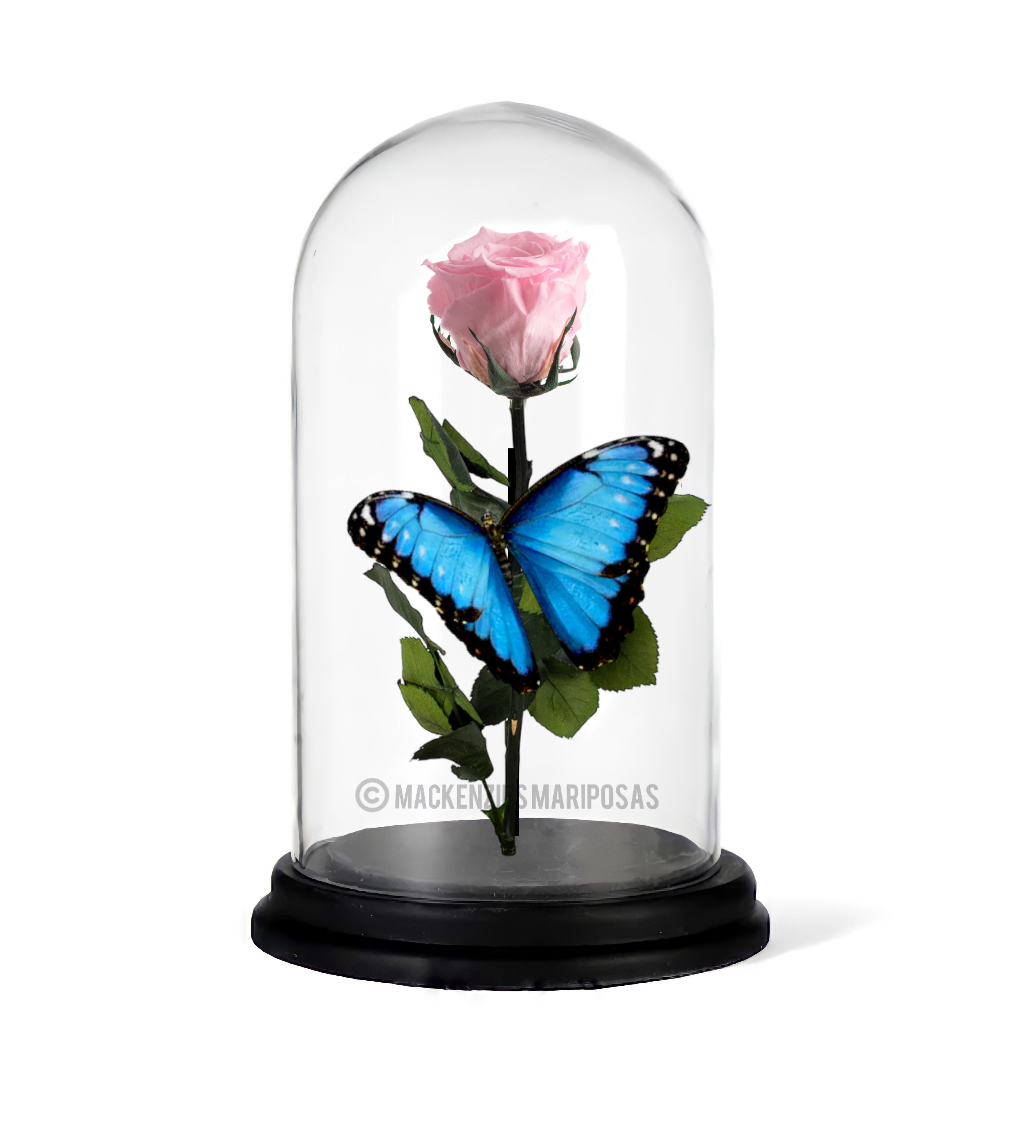 Glaskuppel "Immortal Life" babypink