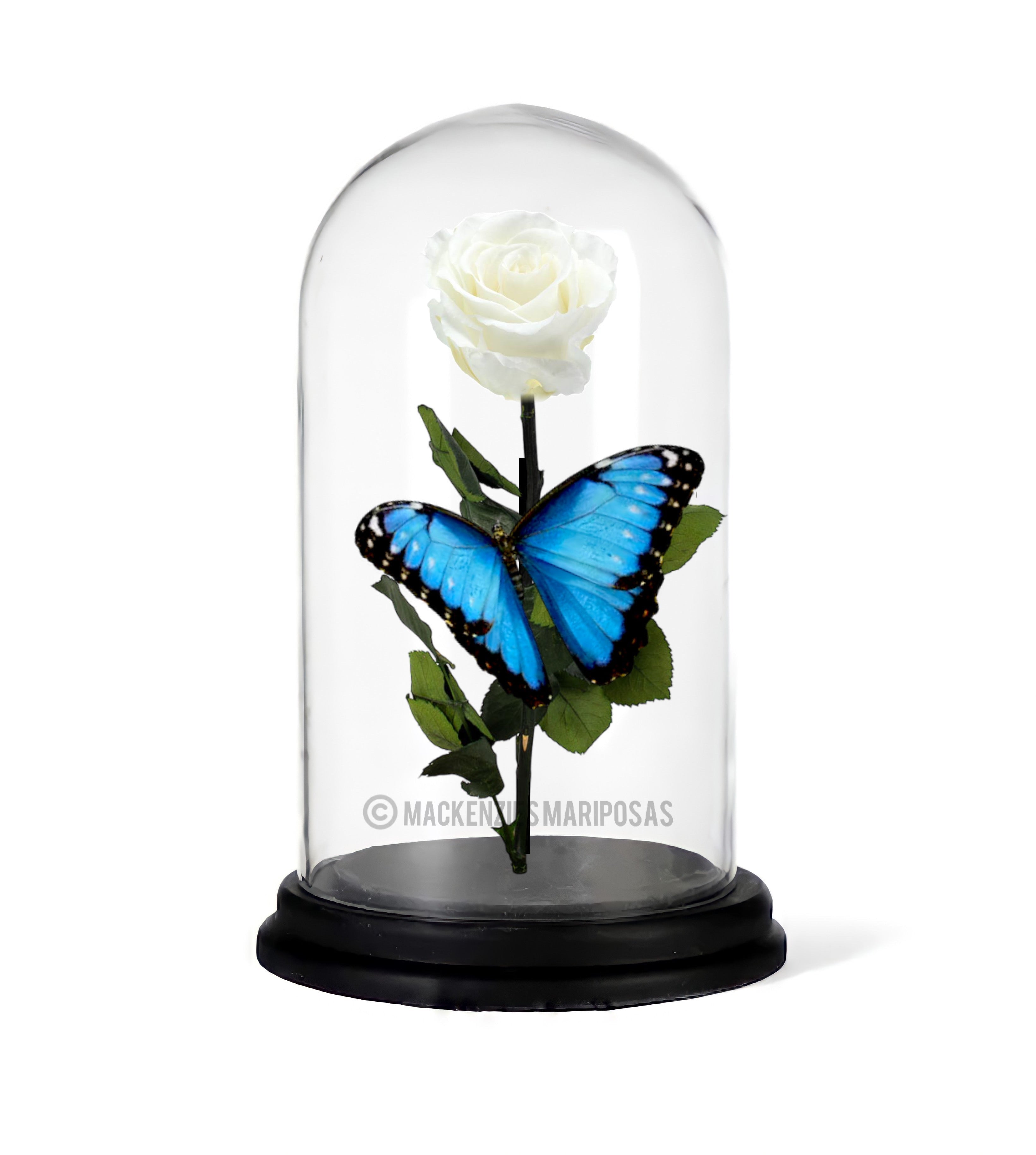 Glaskuppel "Immortal Life" white