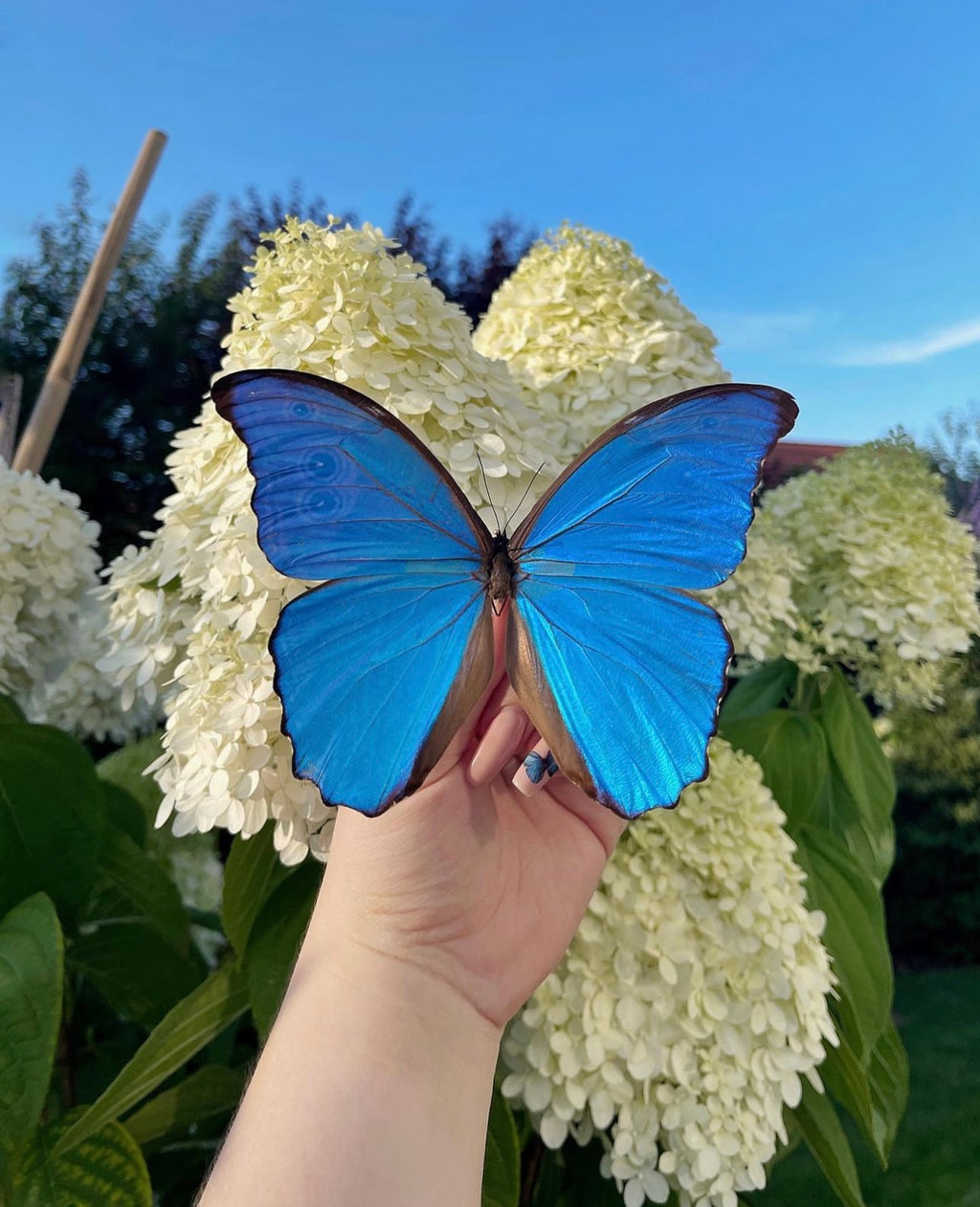 All Black ''Big Caribbean Dreams''  (Imperfect Beauty)