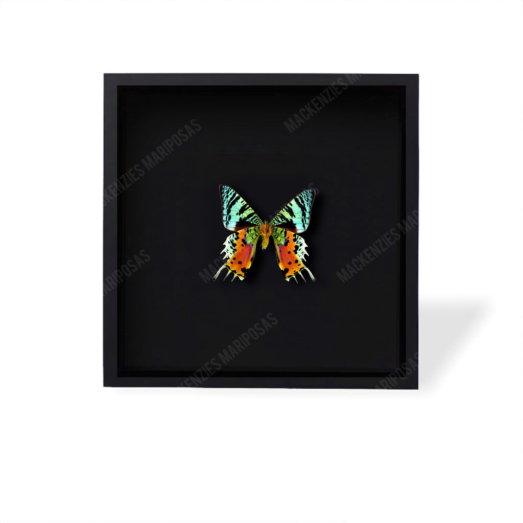 All Black ''Rainbow Explosion''