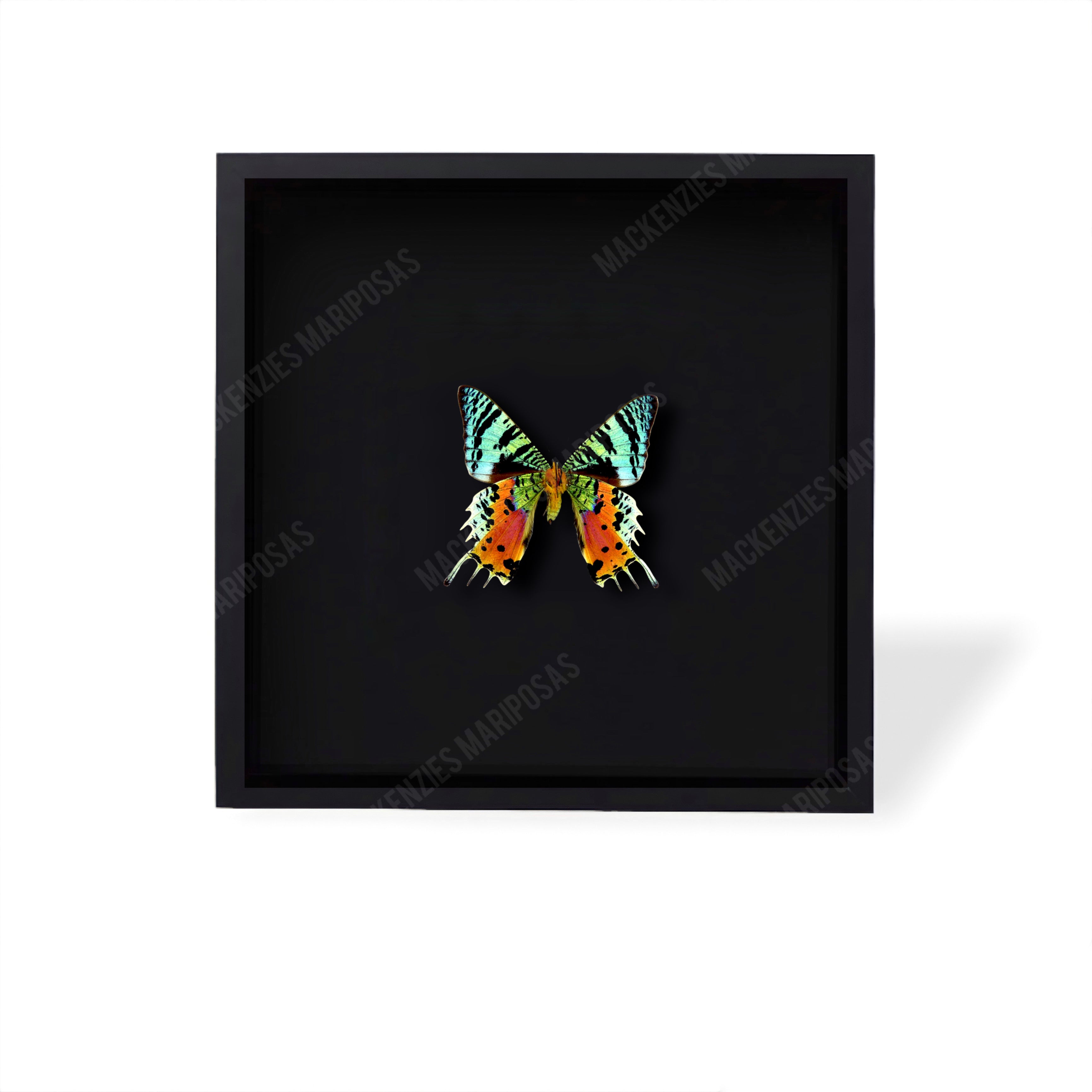 All Black ''Rainbow Explosion''