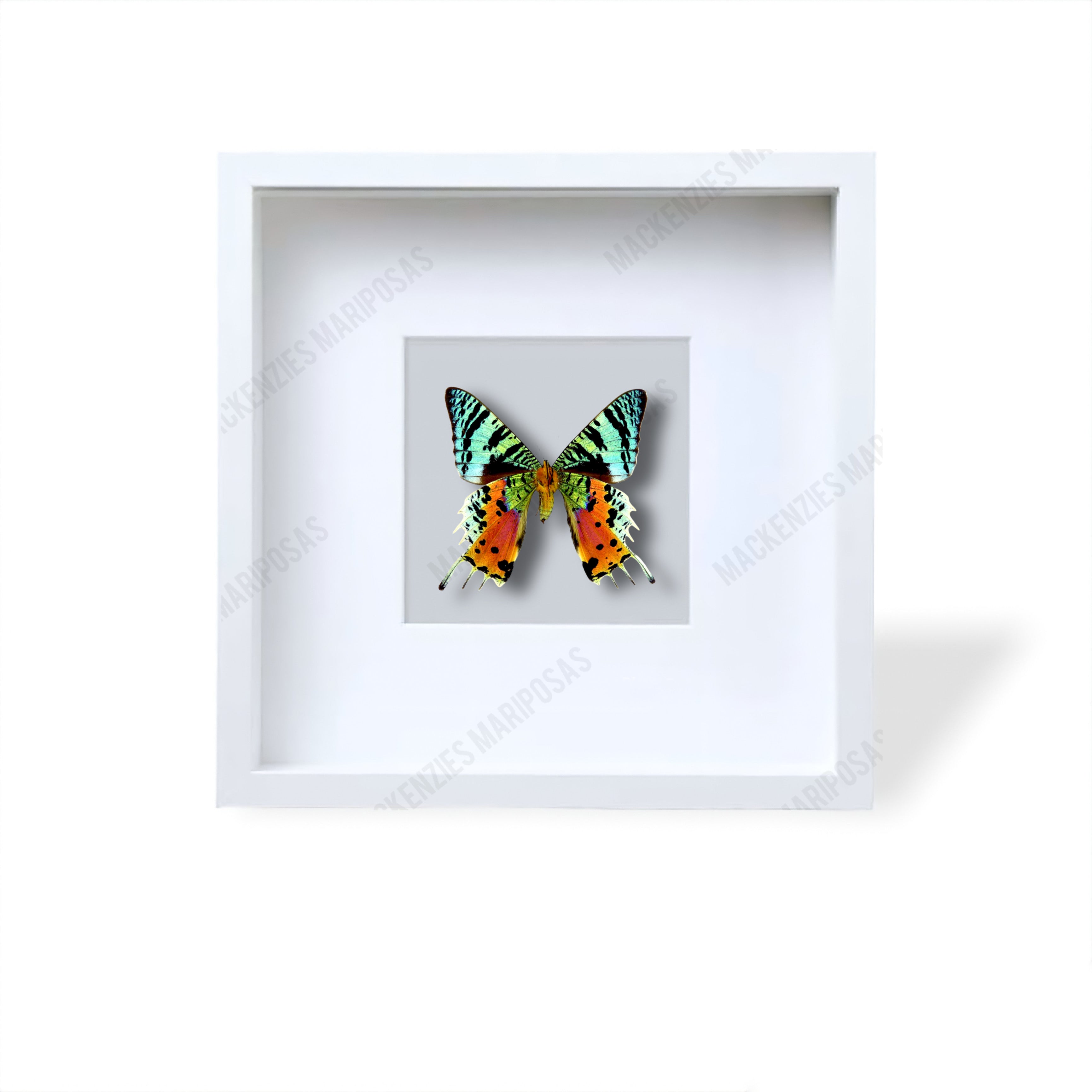 White ''Rainbow Explosion''