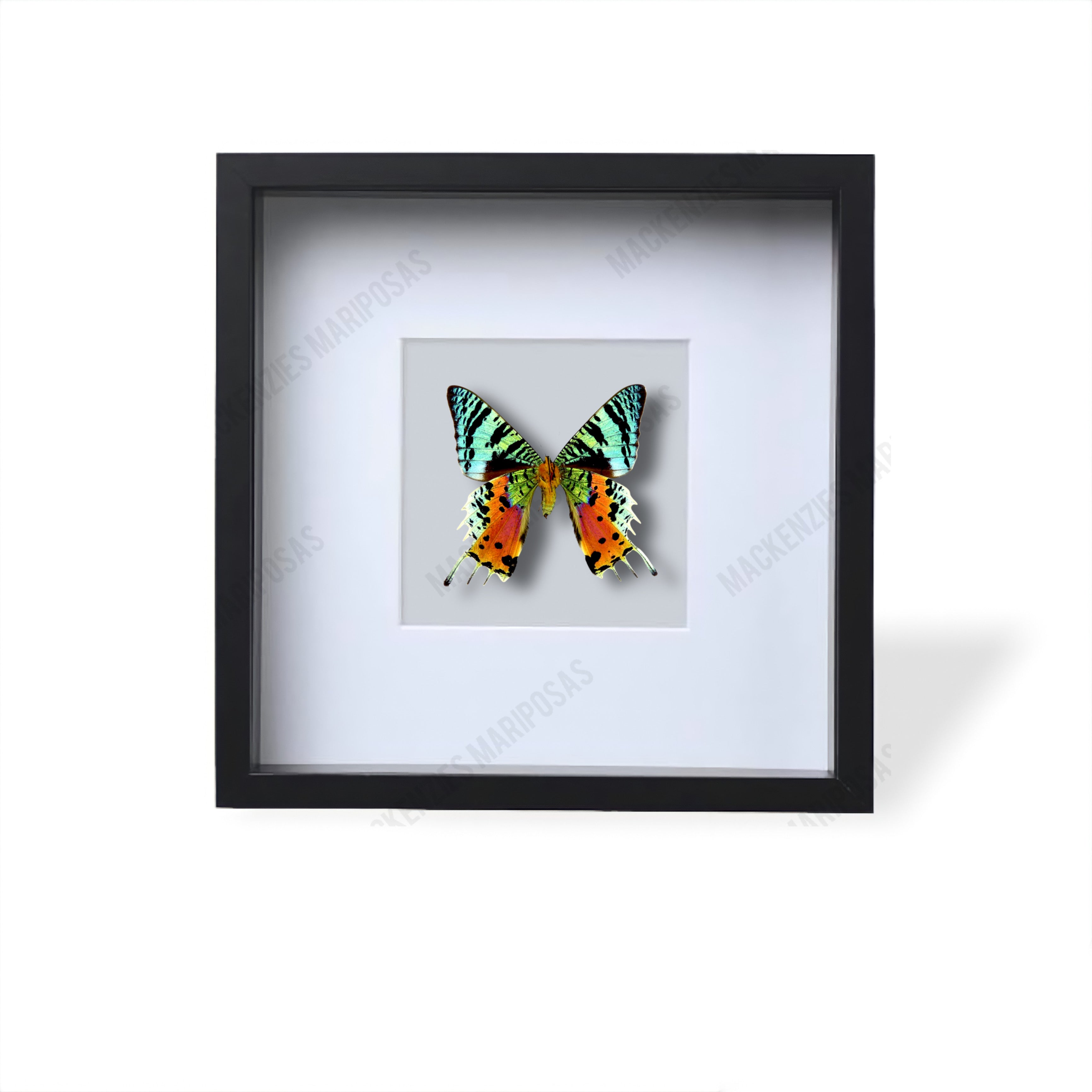 Black ''Rainbow Explosion''