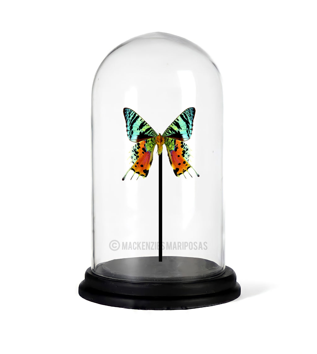 Glaskuppel ''Rainbow Explosion''