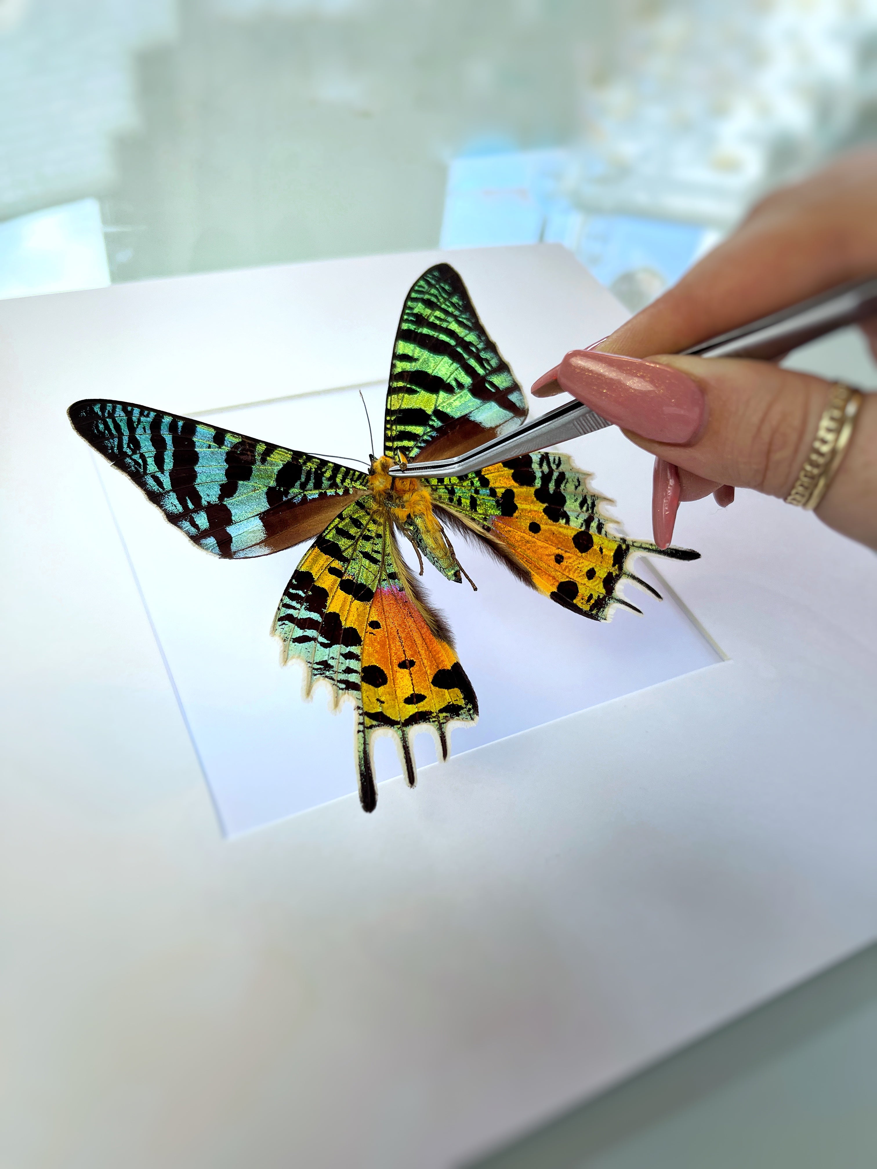 All Black ''Rainbow Explosion''