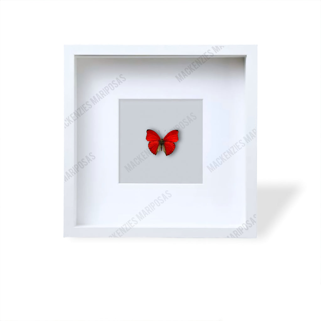 White ''Cherry Bomb''