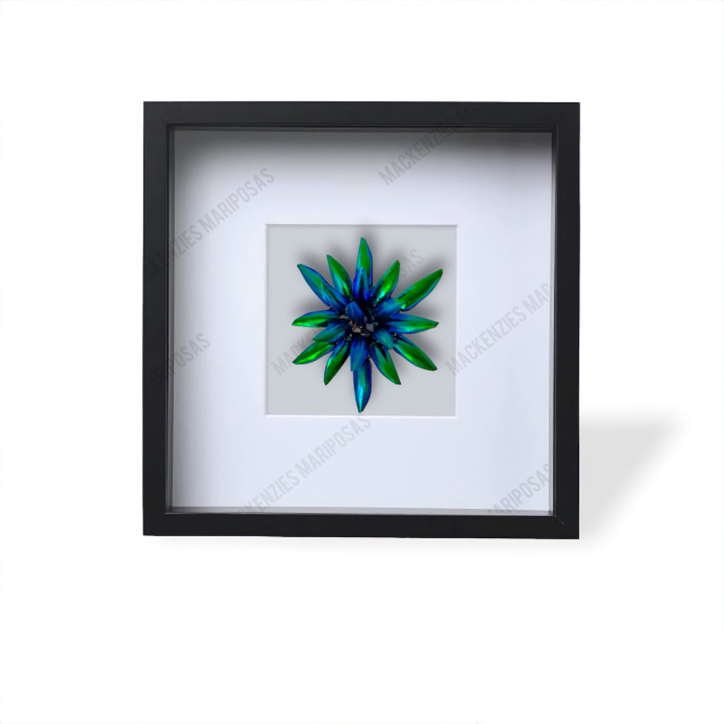 Black ''Lotus Flower''