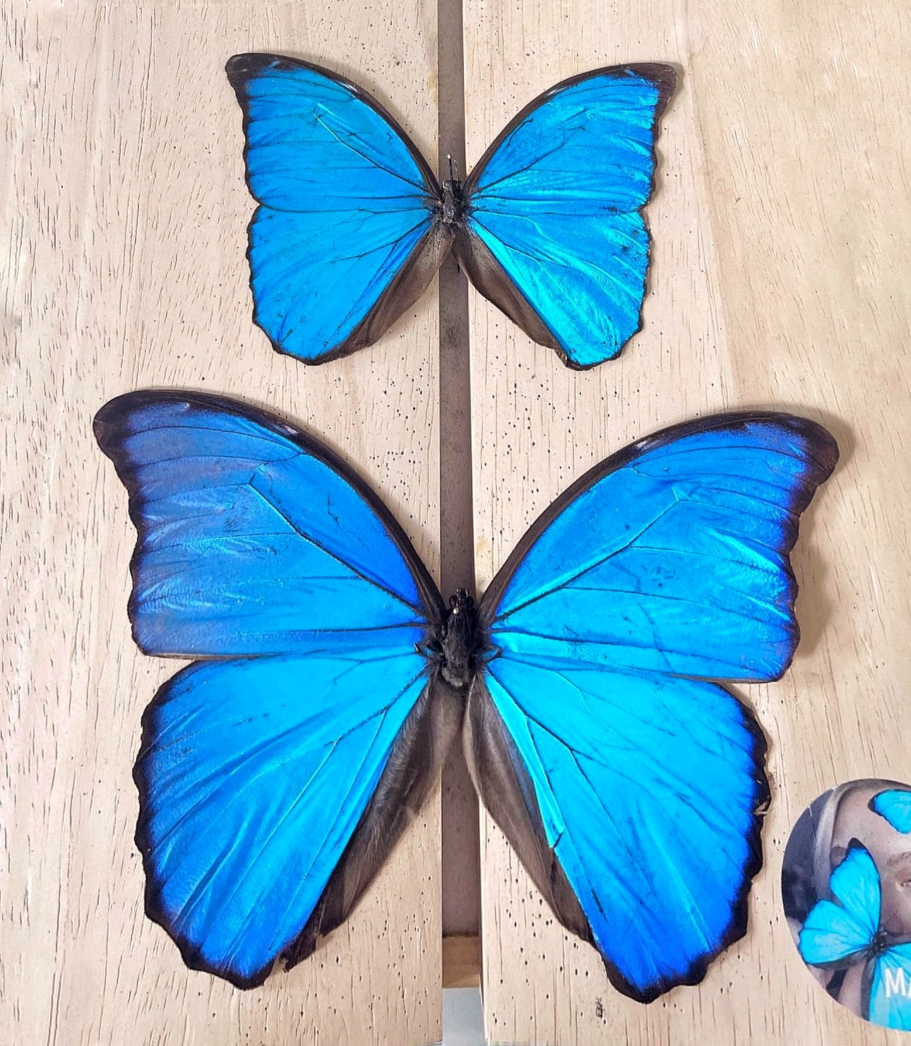 White ''Big Caribbean Dreams'' (Imperfect Beauty)