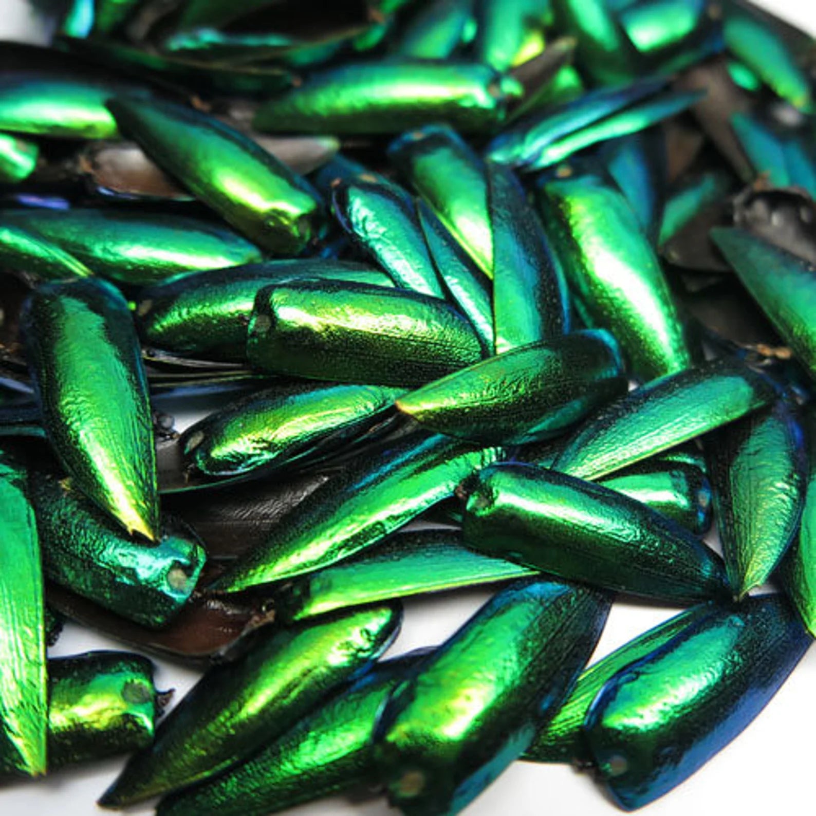 White''Lotus Flower''