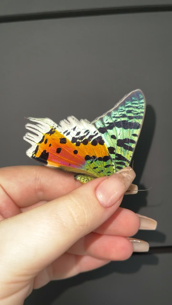 All Black ''Rainbow Explosion''