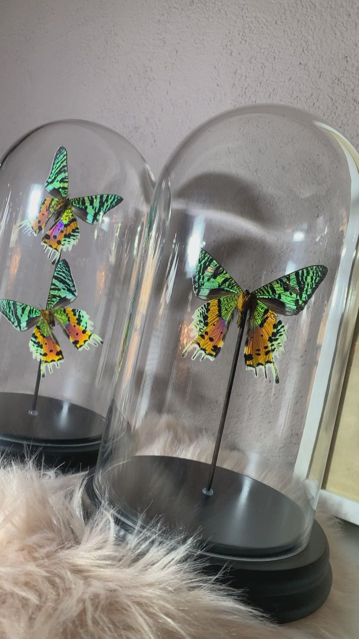 Glaskuppel ''Rainbow Explosion''