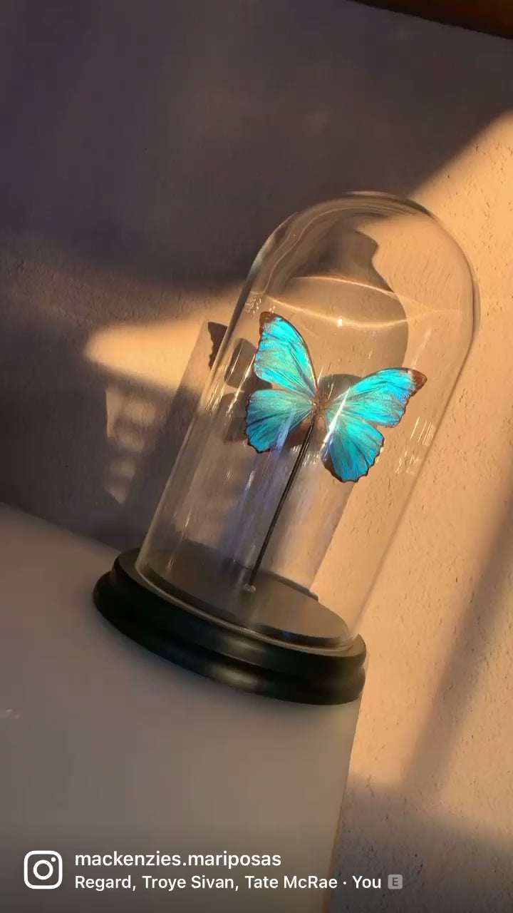 Glaskuppel ''Caribbean Dreams''