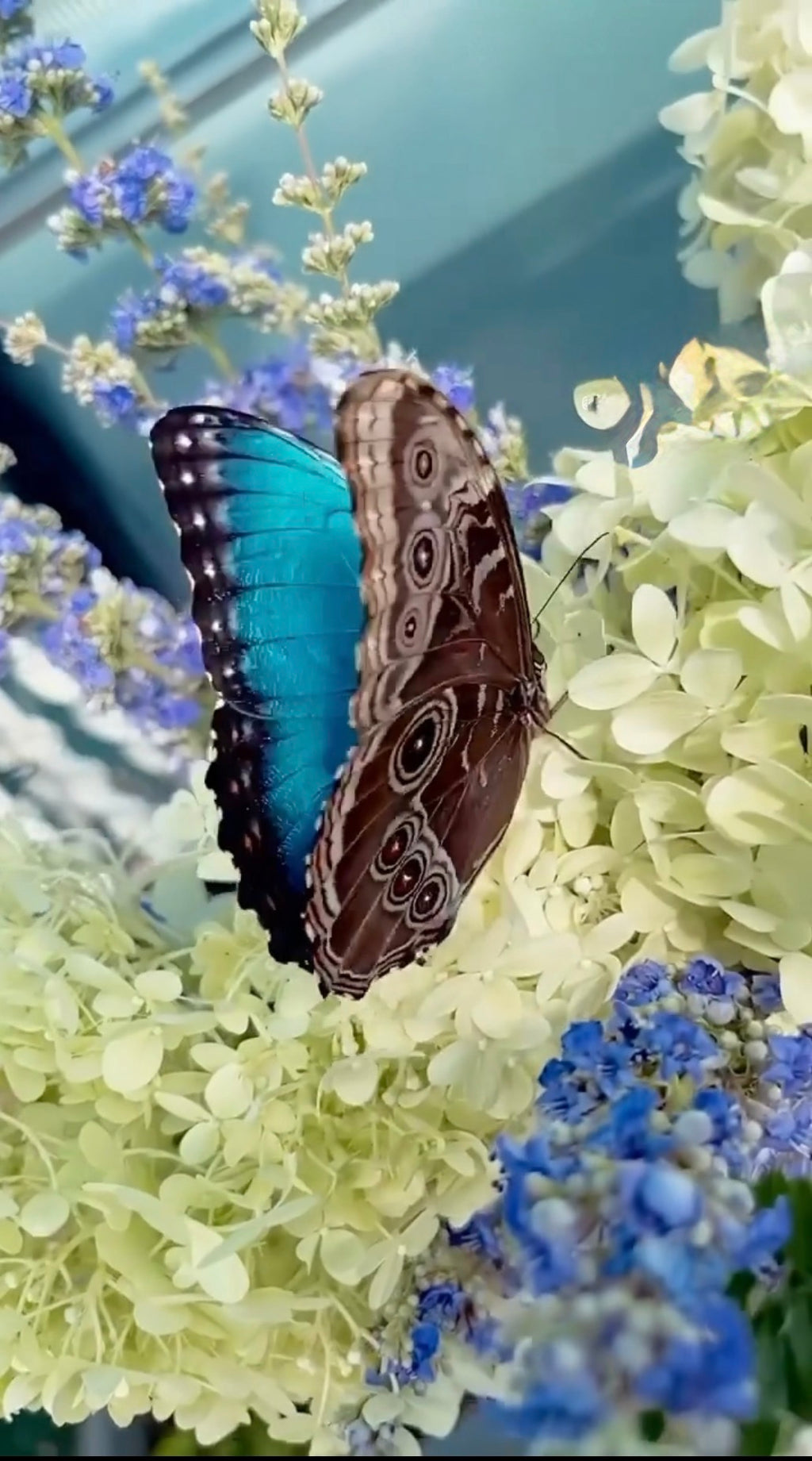 All Black ''Sense of Blue''