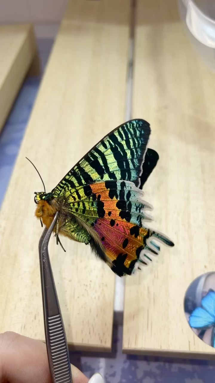 All Black ''Rainbow Explosion''