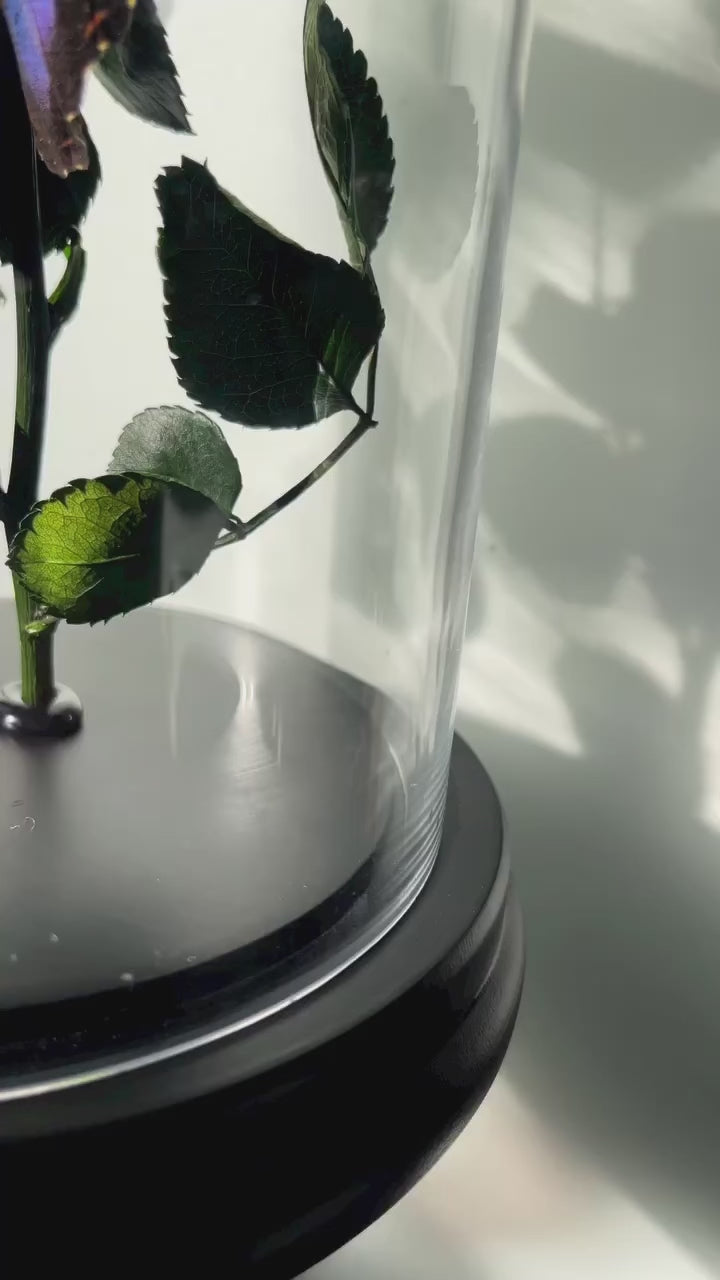 Glaskuppel "Immortal Life" babypink