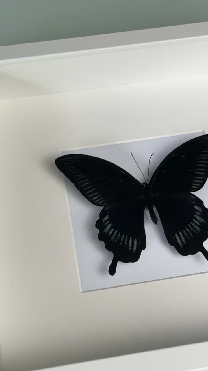 Black ''Mystical Soul''